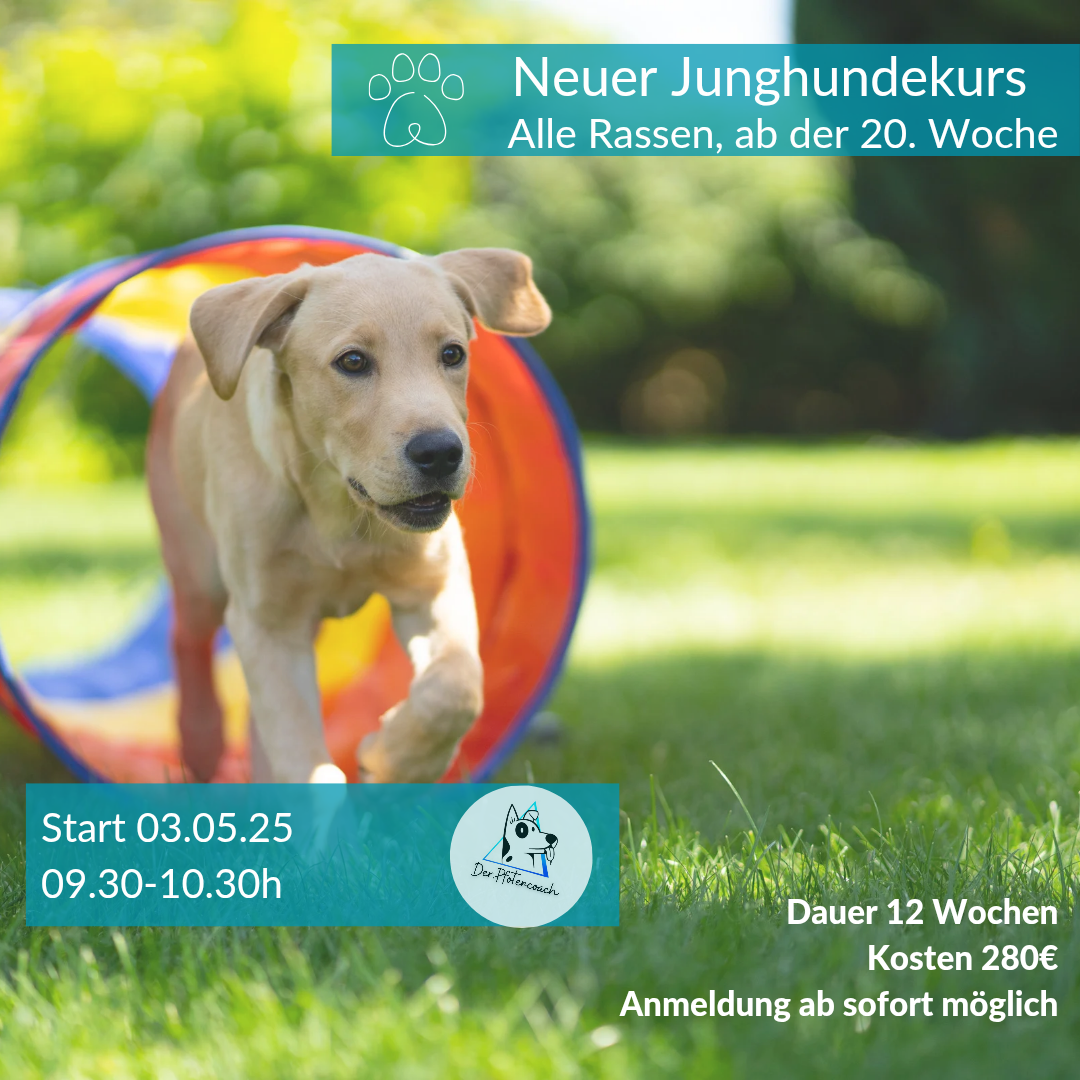 Neuer Junghundekurs_20250415_202132_0000